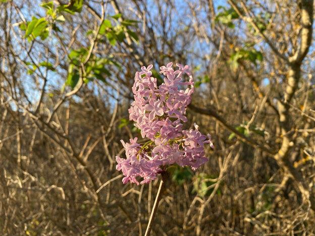    В Кировской области в сентябре расцвела сирень. Фото