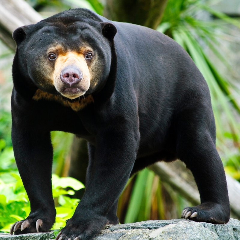 Bear Facts, Types, Lifespan, Classification, Habitat, Pictures Bear species, Bea