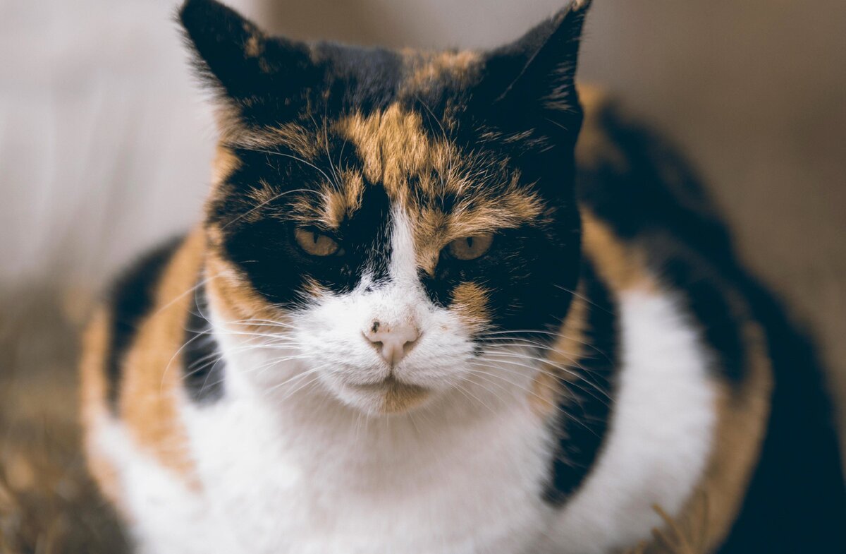 Бесплатное изображение pixnio.com