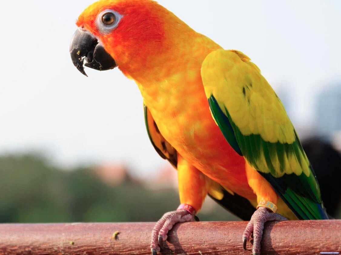 Это был тропический попугай невероятной красно-желтой расцветки.. 