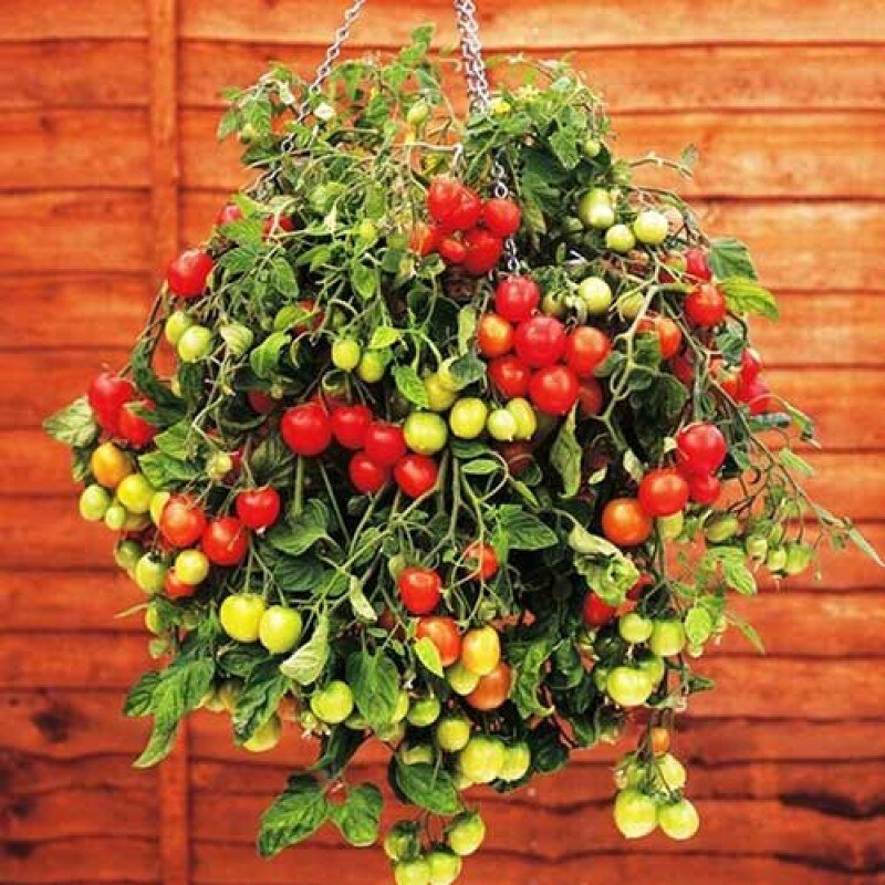 Заглавную картинку взяла из открытых источников в Интернете. Скорее, для мотивации. Моим помидоркам до такого еще ой как далеко.