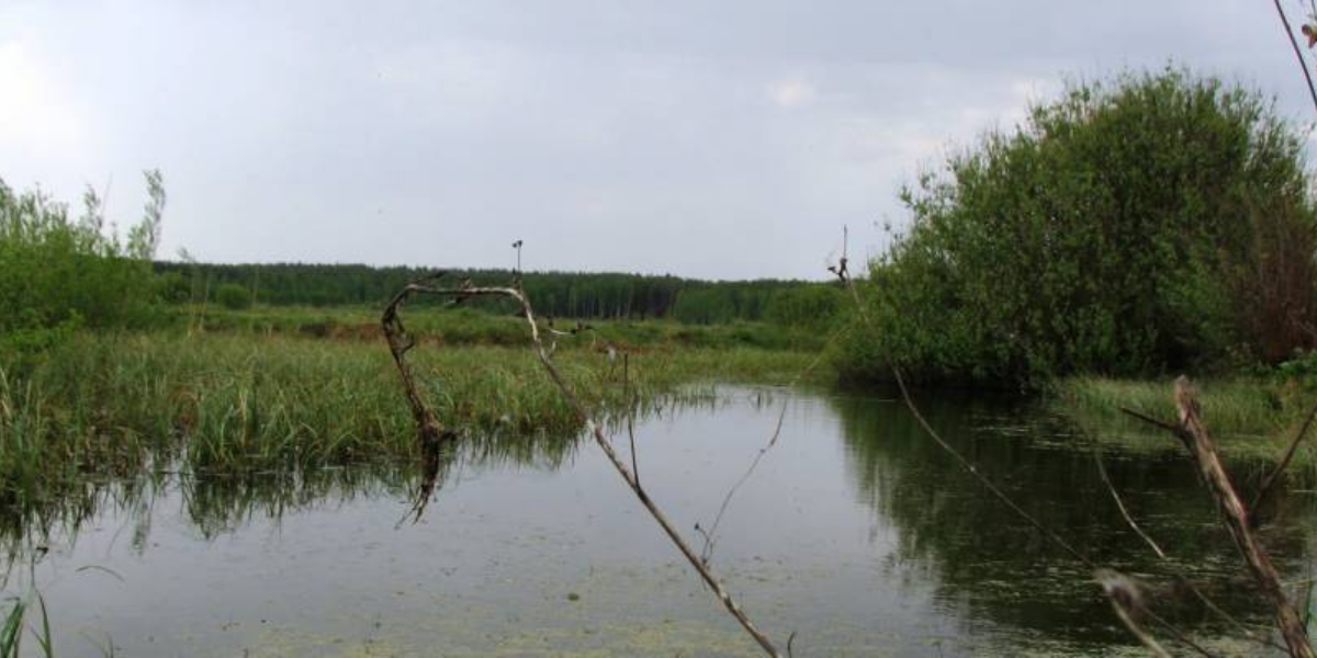 Болото около села Борки Черниговского района 