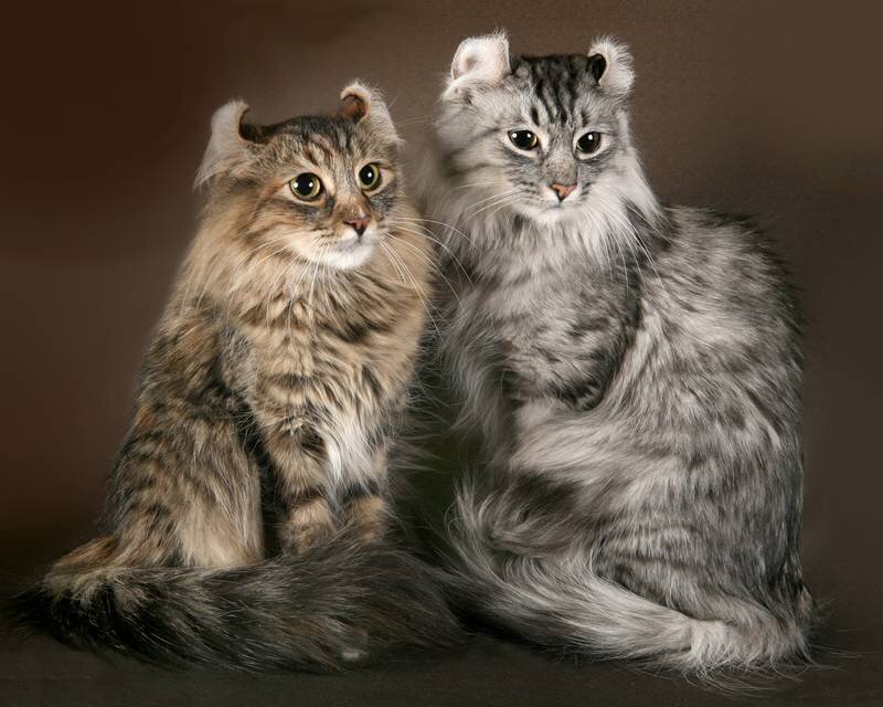                                                                  Американский керл