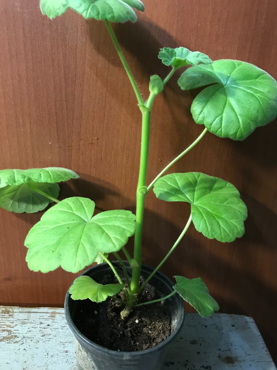 Как из длинной "палки" сделать красивый куст? Давайте попробуем вместе.