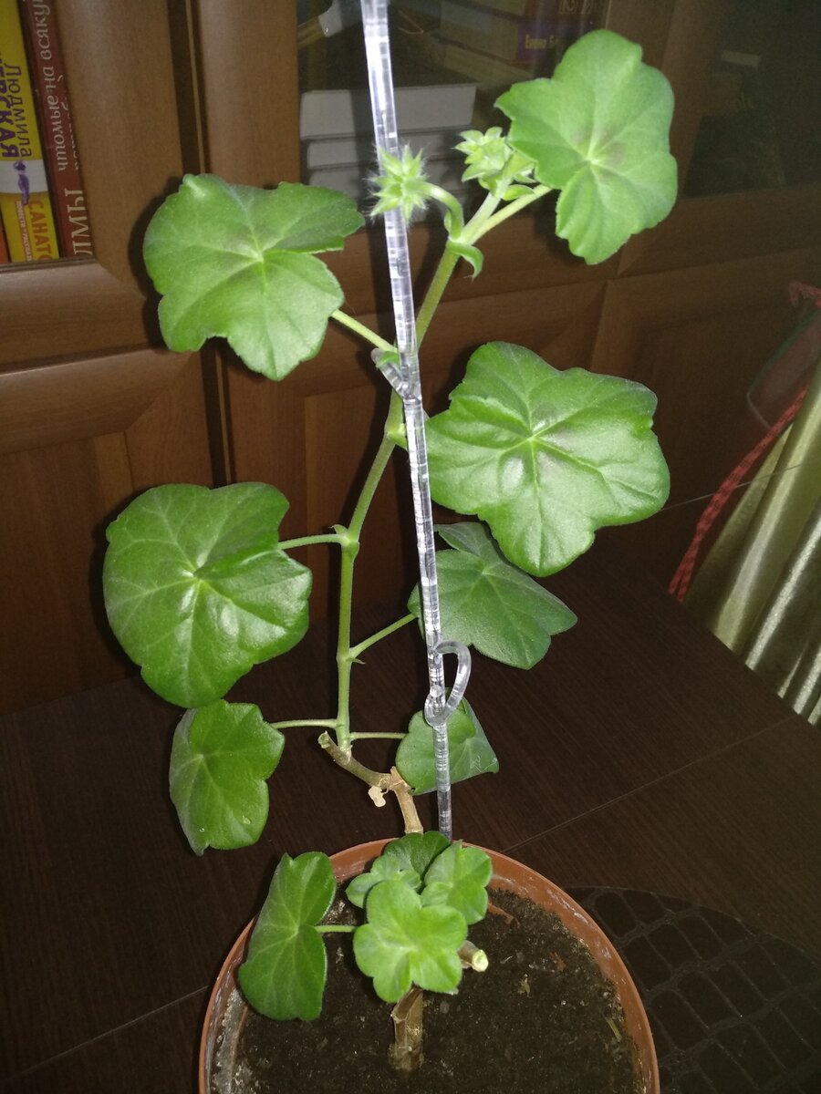 Оставила только побег с бутонами, его уберу после цветения.