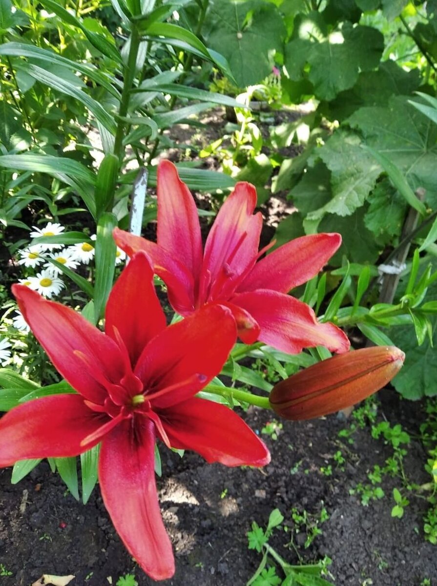 Редкий цветок. Стих