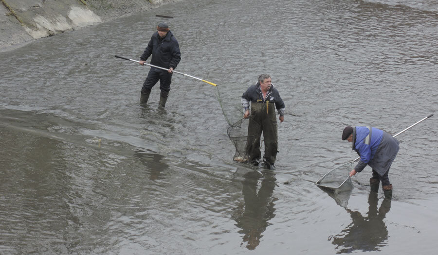 Мешок с рыбой на берегу. Люди собирают рыбу. Нхнч что значит у рыбаков. Стоять по колено в воде. Рыба уек на сахалине.
