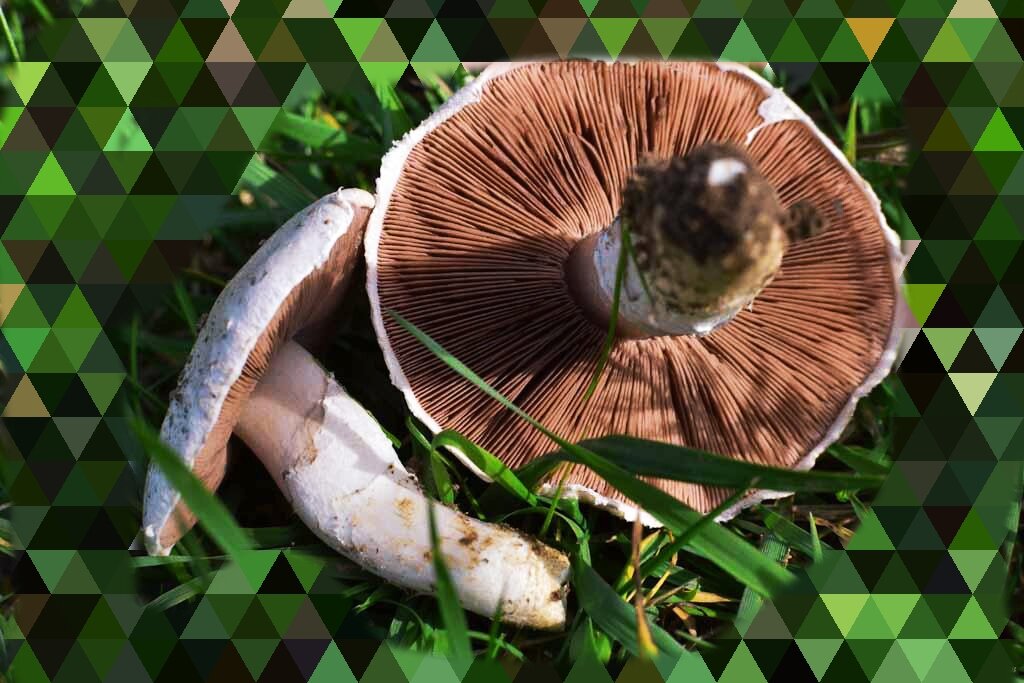 Луговые шампиньоны