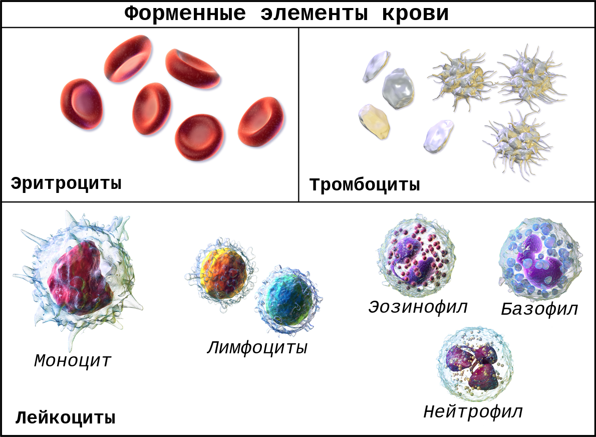  Анализ крови – один из основных, но наиболее частых анализов, которые назначают врачи. По его результатам можно узнать много о своем здоровье. Дело за малым – научиться разбирать в результате.-2