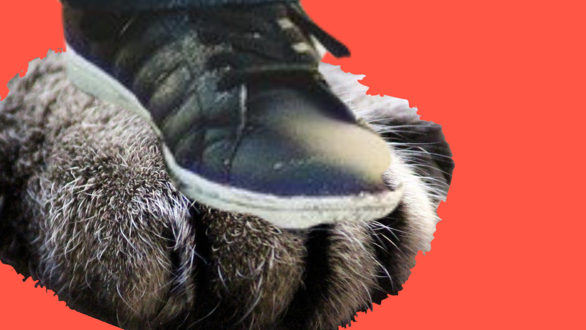 Человек наступил на лапу