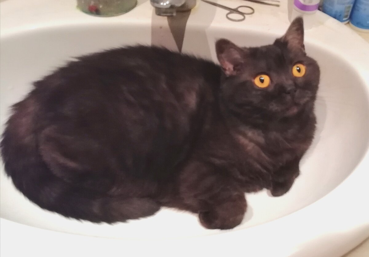 Кошкинья в раковине