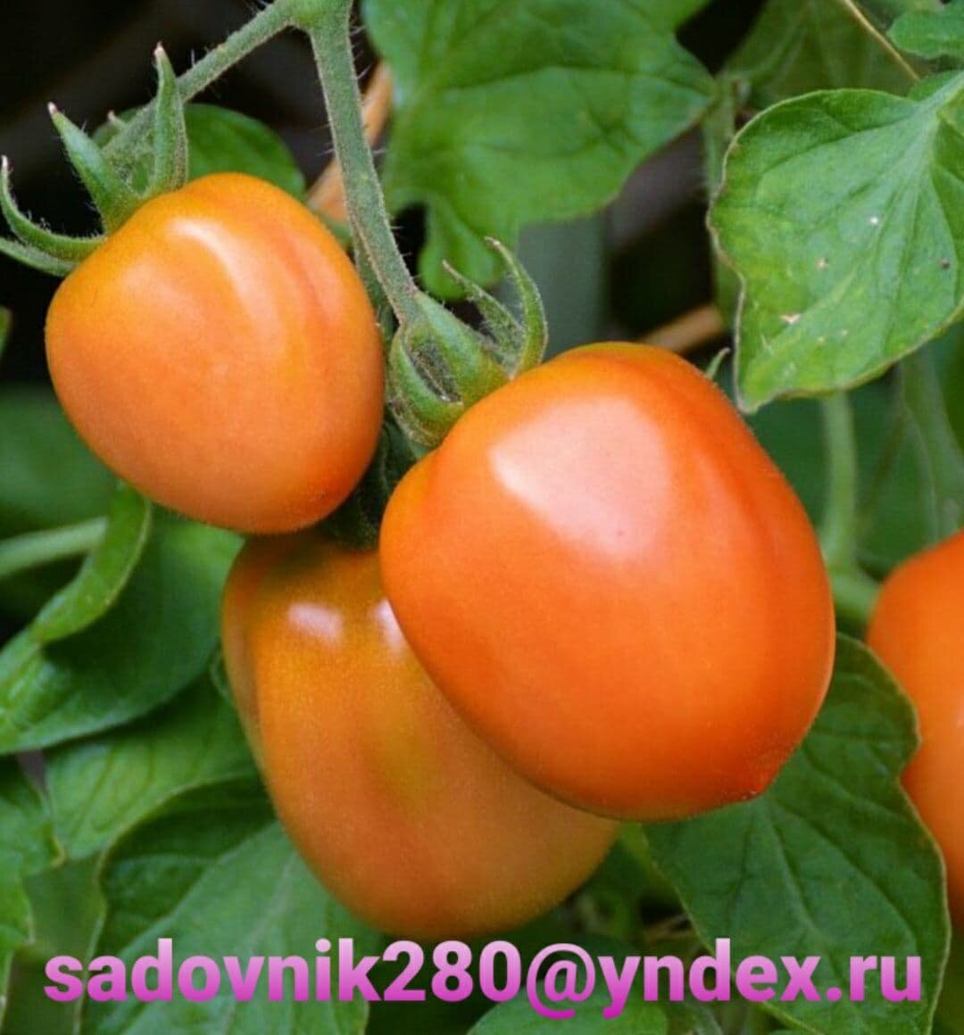 Таки красавцы просятся на стол или в банку.