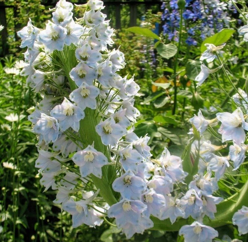 Источник фото https://www.instagram.com/p/CMotg2OsX_C/