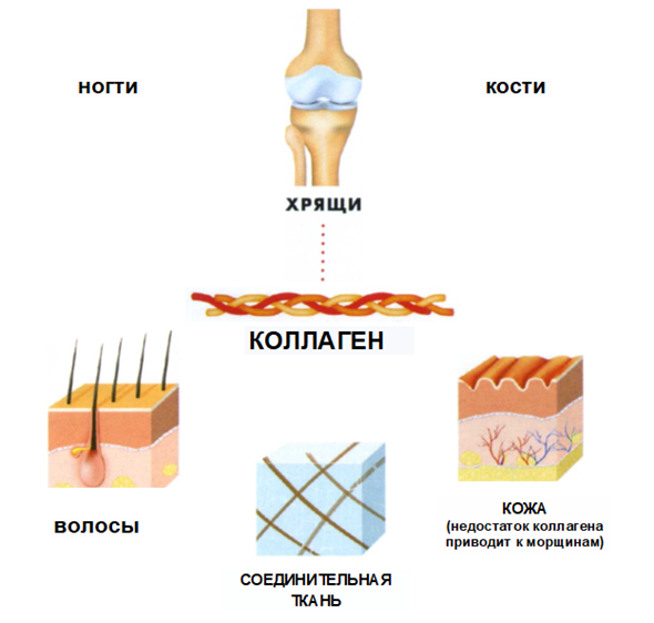 Коллаген в каких костях. Коллаген. Коллаген кости. Коллаген в хряще. Коллаген смешные картинки.