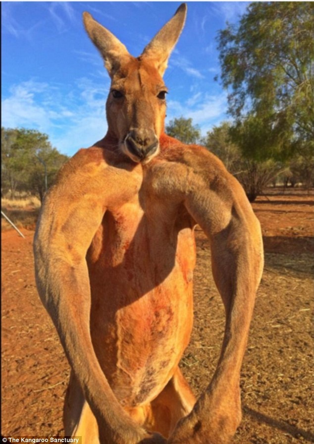 Источник: https://www.dailymail.co.uk/news/article-3434736/amp/Come-bro-Roger-musclebound-kangaroo-looks-like-s-hitting-weights.html