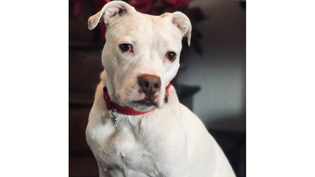 Щенок питбуля получил обучение пожарного