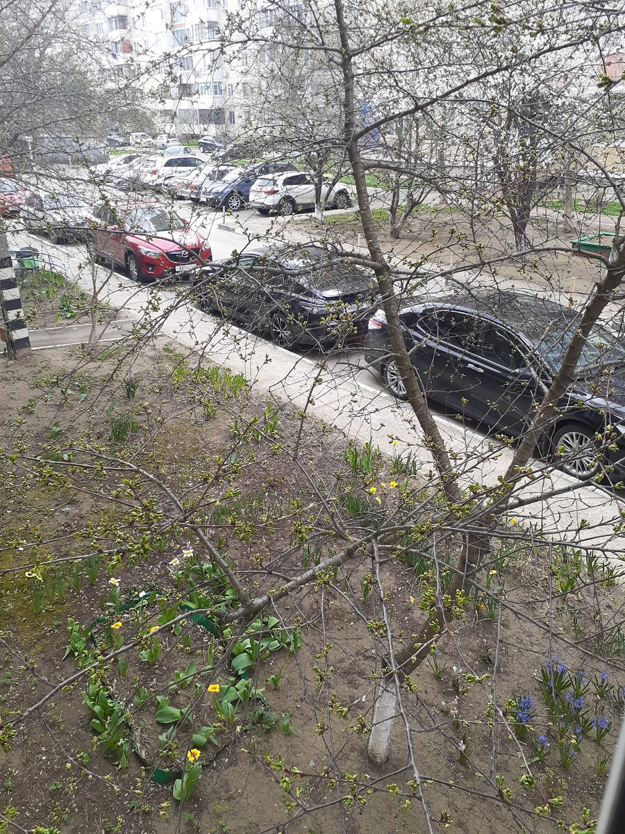 У нас за окном. Вишня дает листочки , цветы подросли