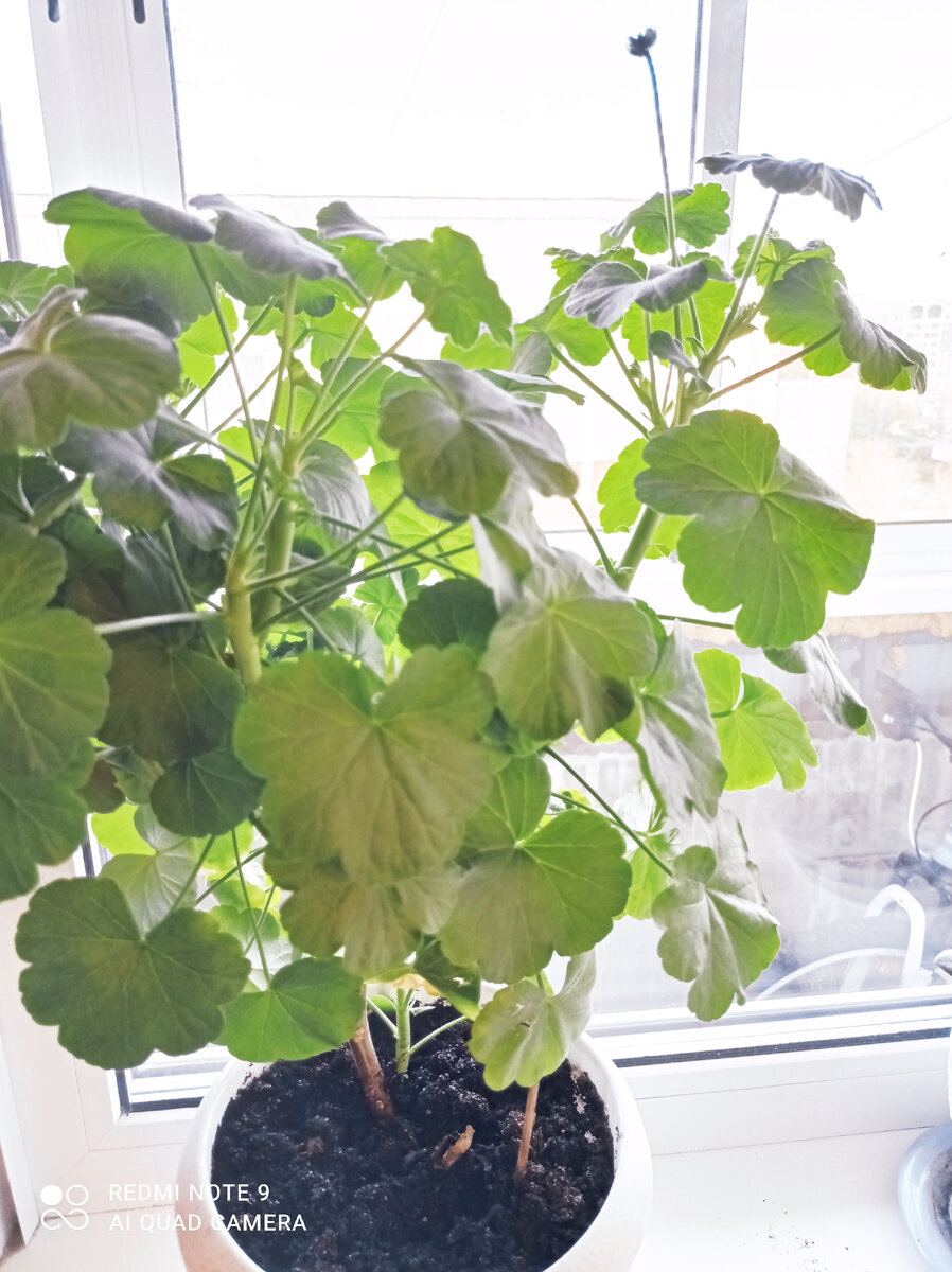 Второй цветок еще не распустился 