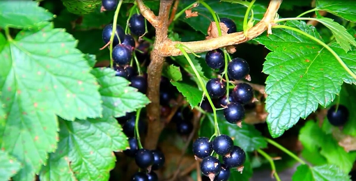 Витамина С в смородине больше, чем в лимоне