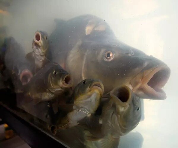 © Фото: из архива газеты «СП»