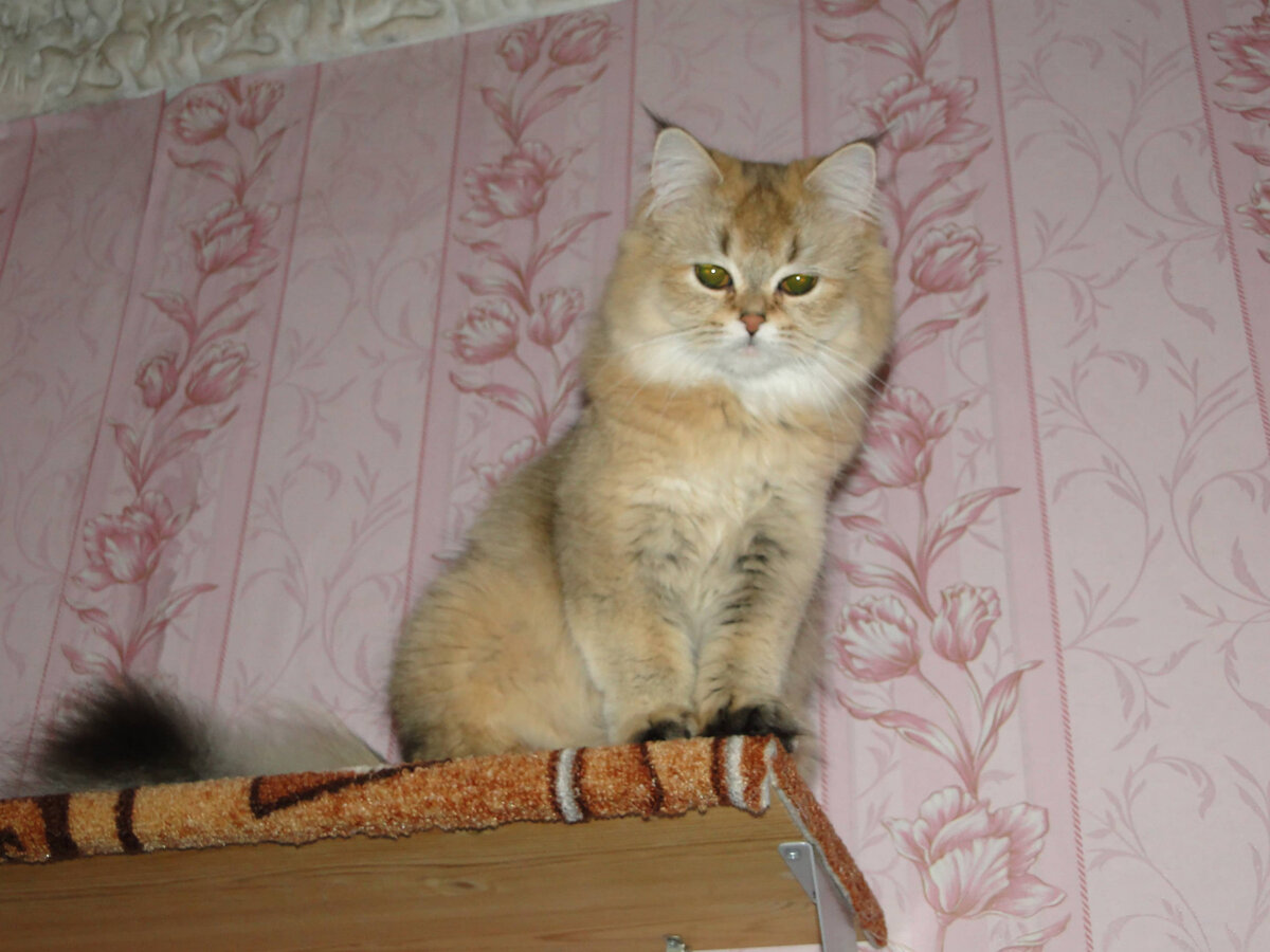 Кошка на полке