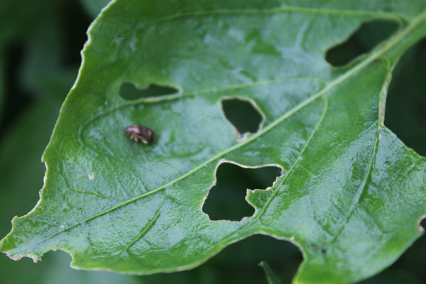 Тля на перце. Базилик растение. Болезни перца. Перец вредители на листьях. Листья с дырками.