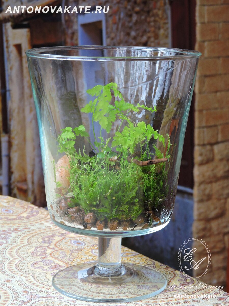 Мой Флорариум