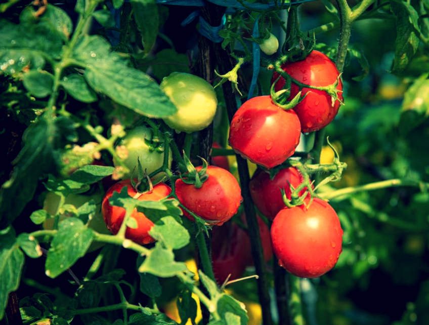 Вкусные помидоры.