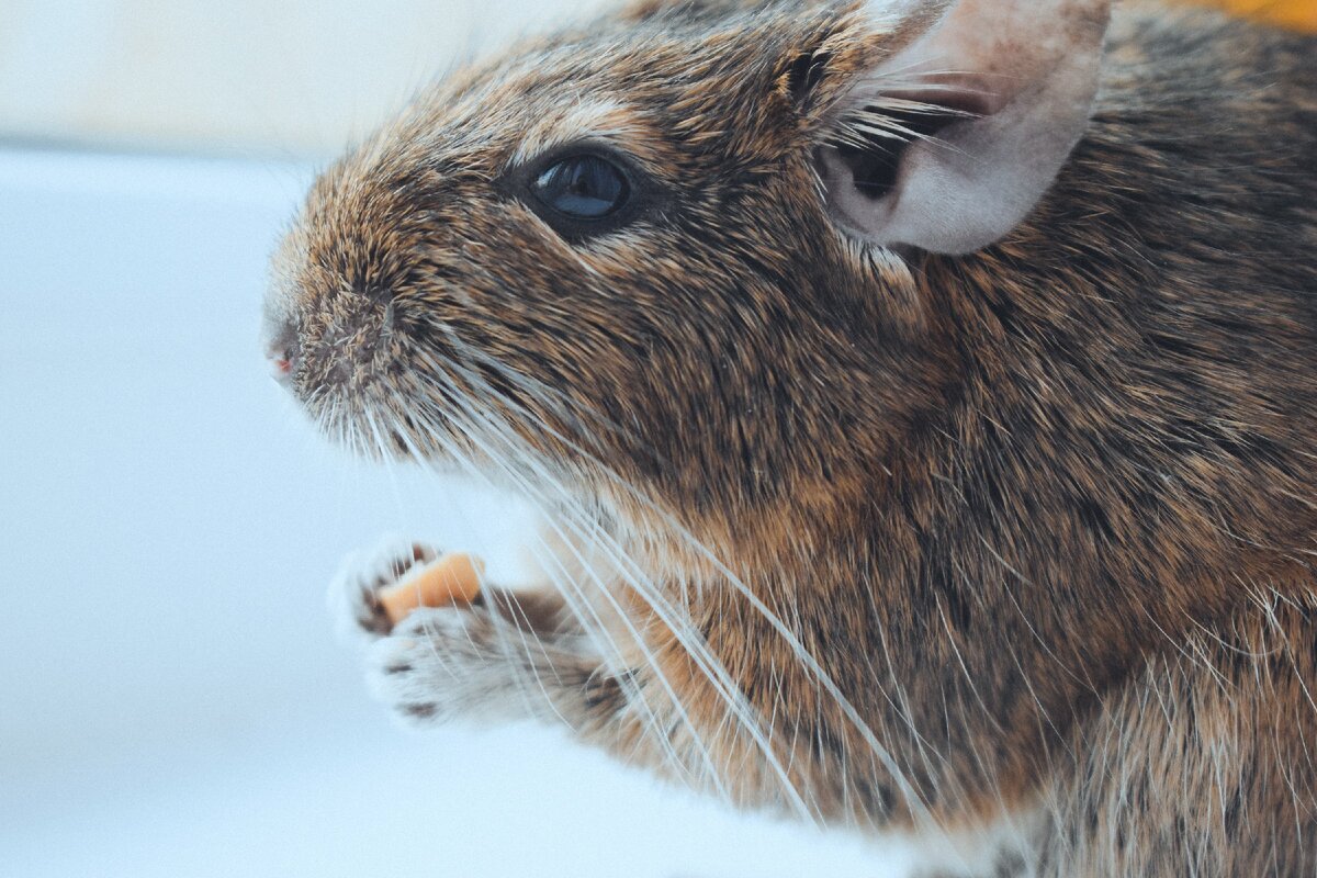 Награда за старания