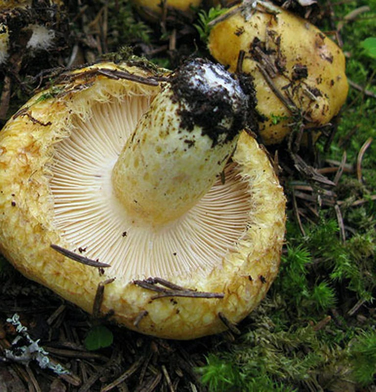 Груздь собачий. Фото из семейного архива автора