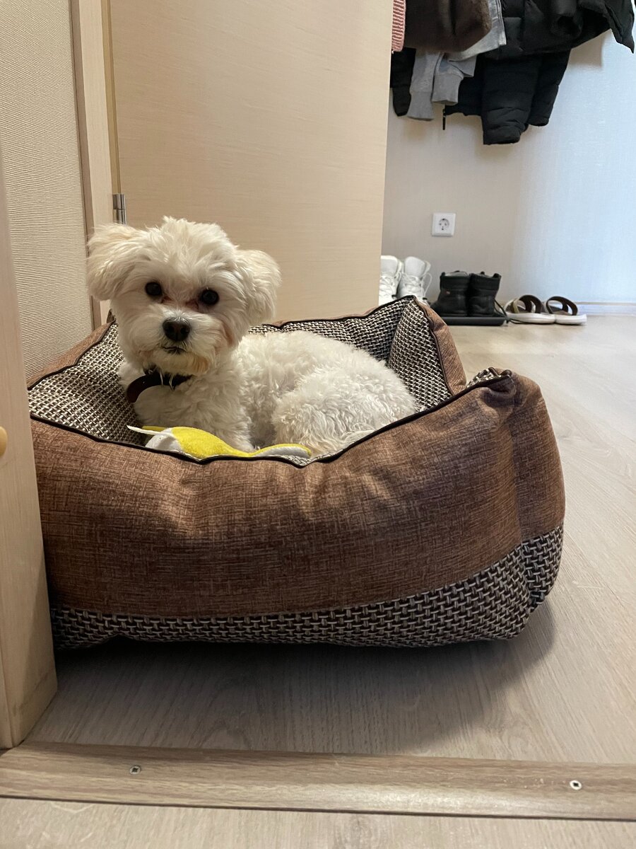 На лежанке только днем проводит время