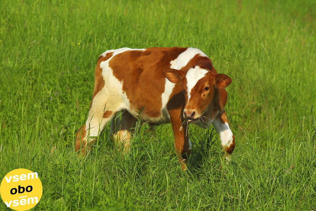 Пастбище с кормовой травой
