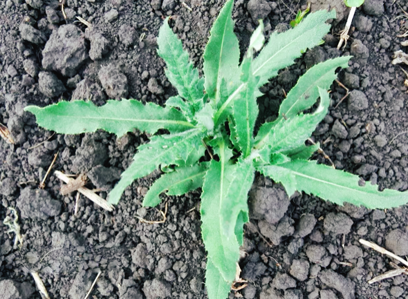 Всем знакомы вредитель 