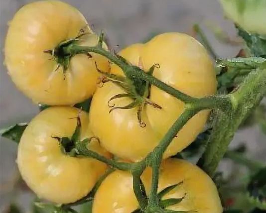 Фото из открытого доступа.