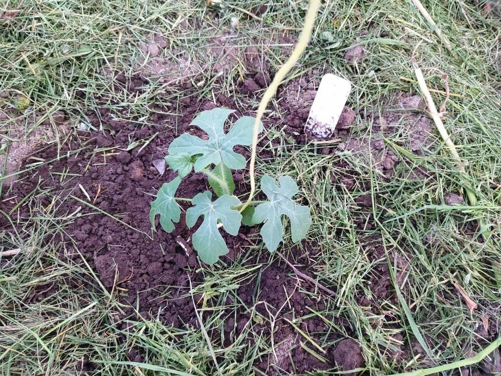 Всходы арбуза. Выращиваем рассаду арбузов. Когда сеять арбузы на рассаду в 2024. Досветка рассады. Горшки для рассады арбузов.