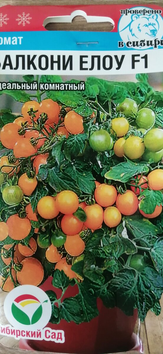 Фото автора. Семена томатов