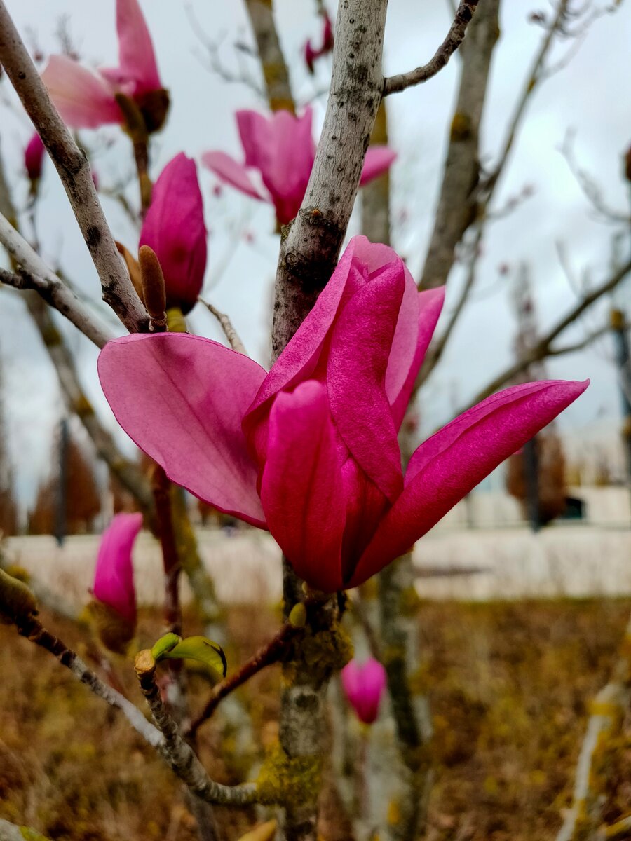 магнолия