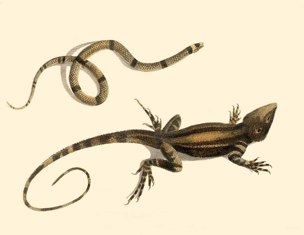  На первый взгляд может показаться, что помимо нескольких отличий между змеей и ящерицей нет большой разницы, но это не так.