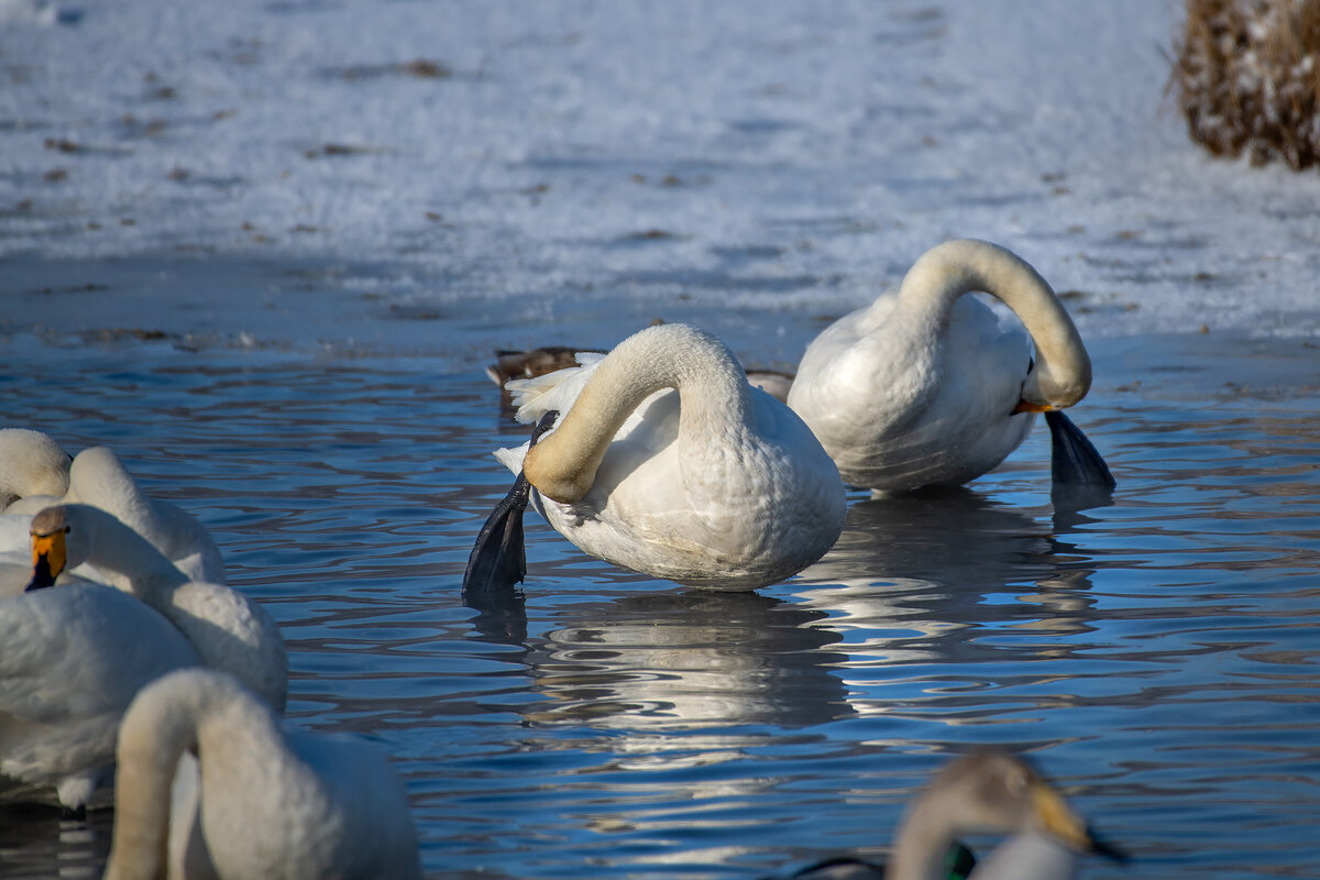 Синхронное выступление!