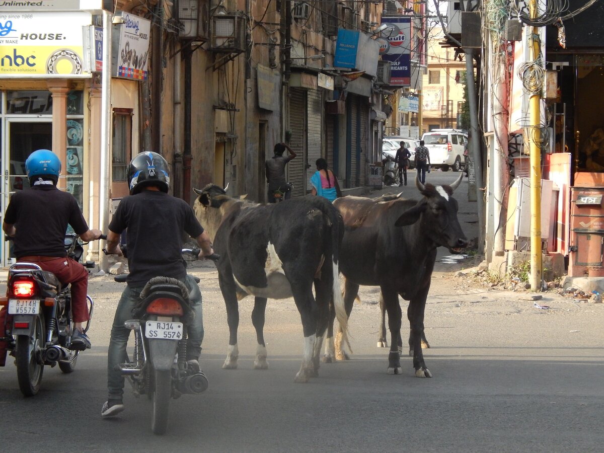 На дорогах в Индии (фото автора)