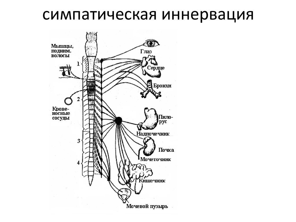 Вегетативные узлы