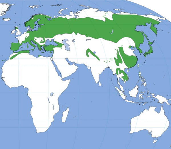 Все 130 видов сосен произрастают исключительно в Северном полушарии