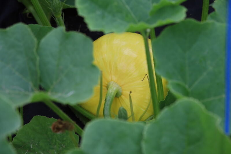 Тыква. (Фото используется по стандартной лицензии ©ogorodnye-shpargalki.ru)