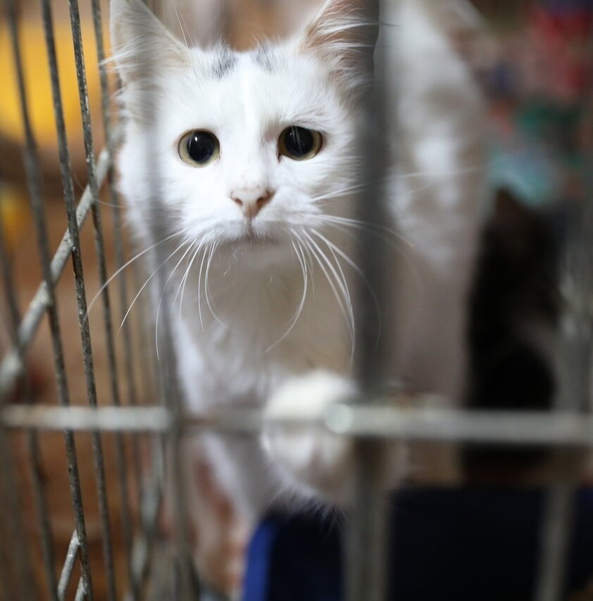 (фото из  того самого  объявления)