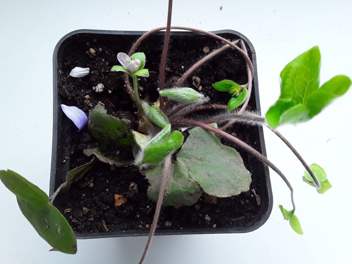 Некоторые растения уже начали отцветать, но я видела фото этого горшочка чуть ранее