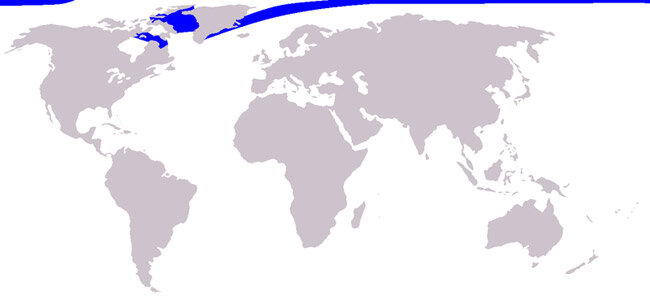 Ареал распространения нарвалов
