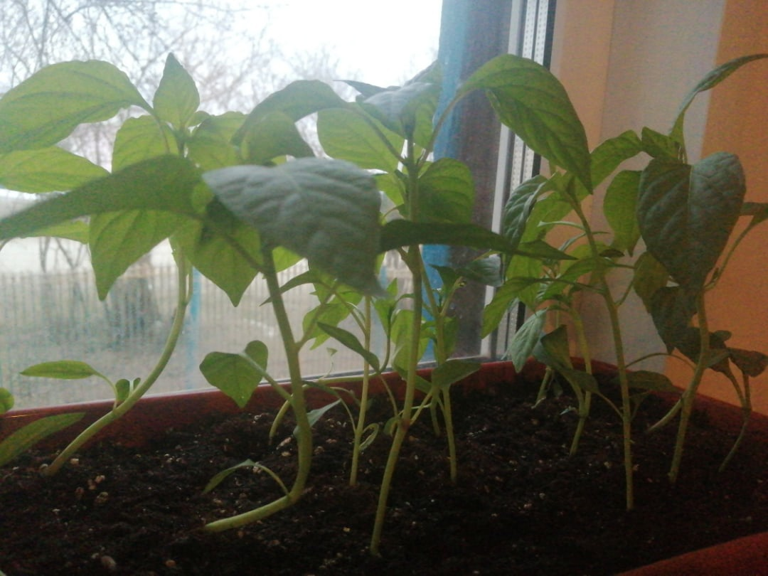 Перцы уеж ух какие