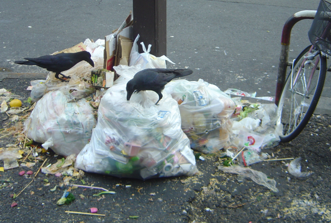 Источник фото: https://commons.wikimedia.org/wiki/File:Tokyo_Ikebukuro_trash_crows_dsc05653.jpg