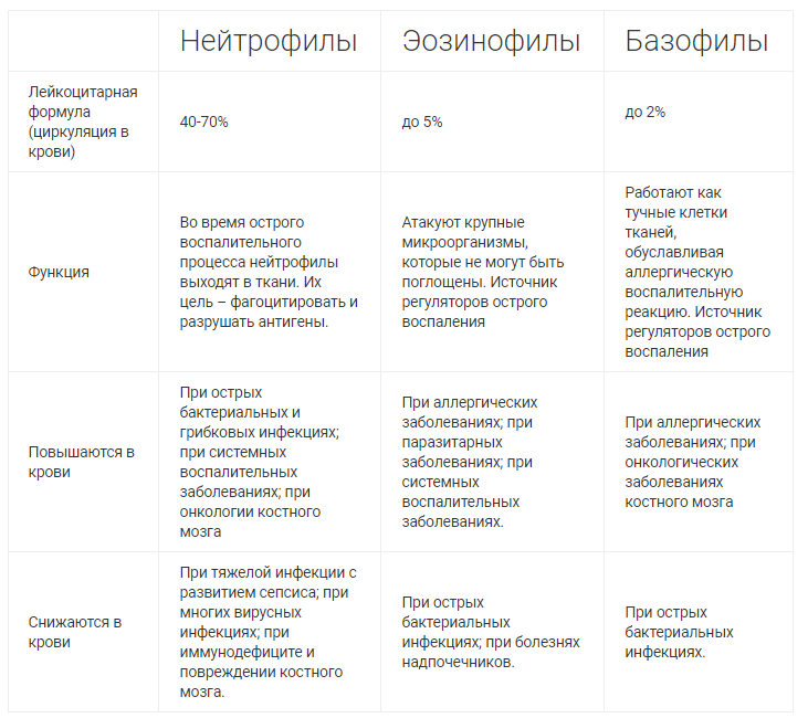 Гранулоциты - основа лейкоцитарной формулы крови