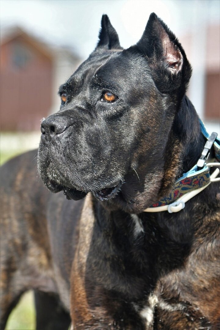 Санкт-Петербург, кане-корсо, Люси